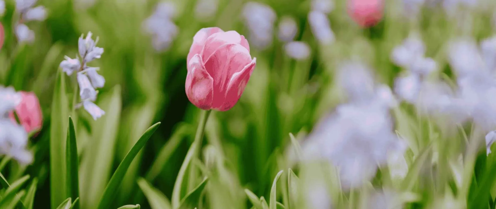 Poster: Tulip Time Flower Festival 2026